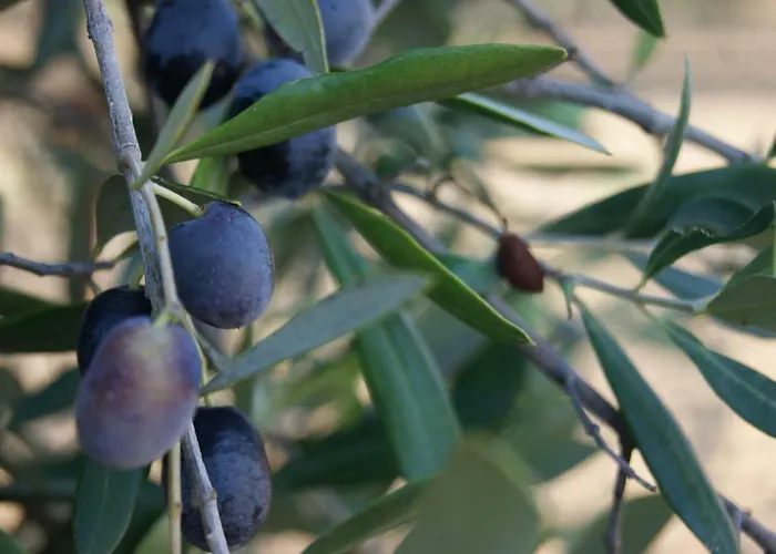 Cavaliere Costa Bed & Breakfast 4*