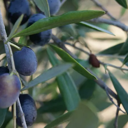 Cavaliere Costa Bed & Breakfast 4*